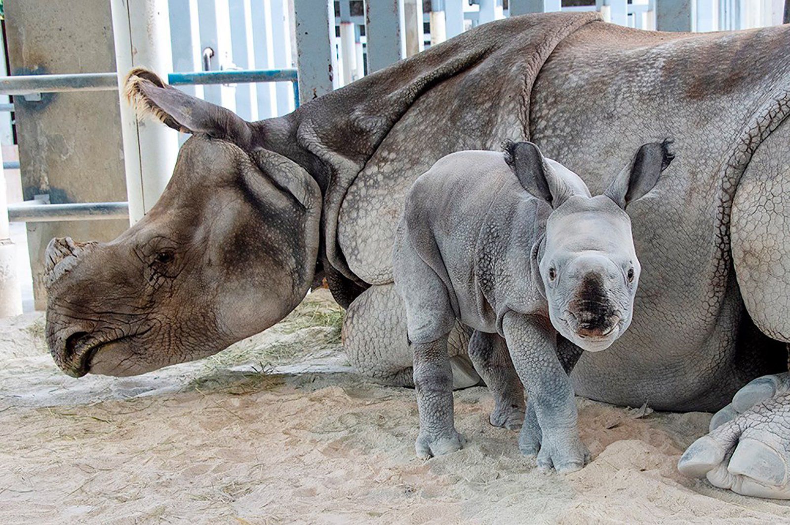 Baby rhino